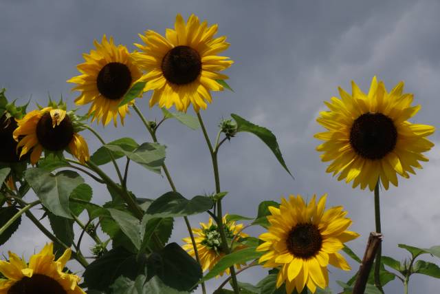 Sozialkreis Münster - "Dienst am Menschen"