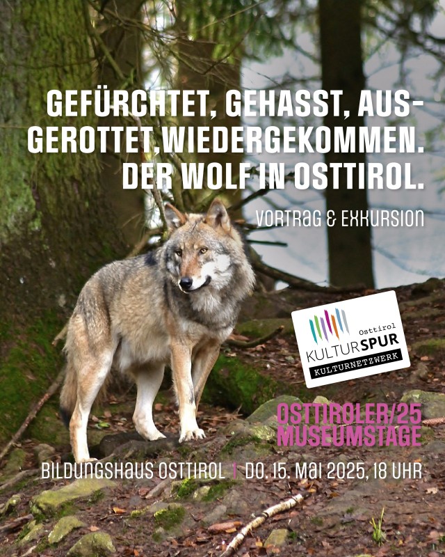 Gefürchtet, gehasst, ausgerottet und wiedergekommen. Der Wolf in Osttirol.