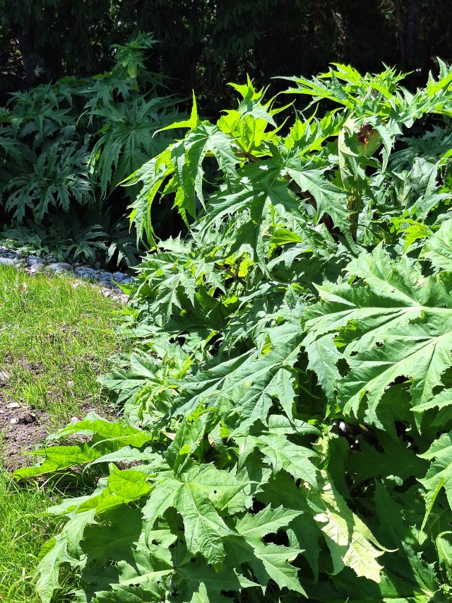 Invasive Pflanzenarten: Herausforderung für Natur und Mensch