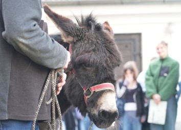 001 Theotag 20260205@dioezese Innsbruck Hoelbling (18)