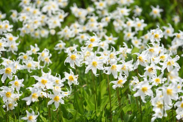 Lernt von den Lilien des Feldes …